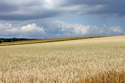 The photograph of a wheat field with unseeded grains during a rising thunderstorm.
