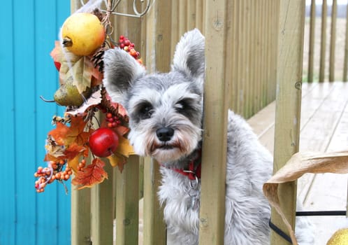 Terrier looking outside fence rails during fall time