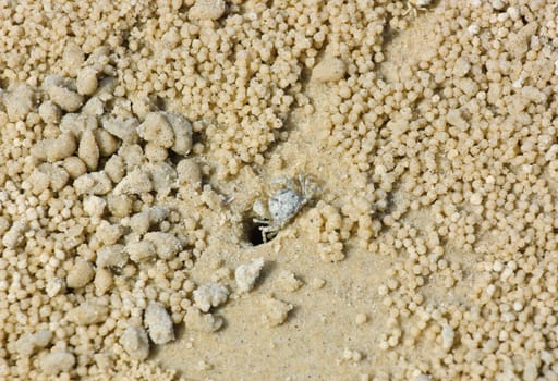 Crab at hole on beach