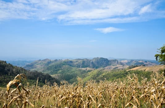 Mountain landscape in sunny day