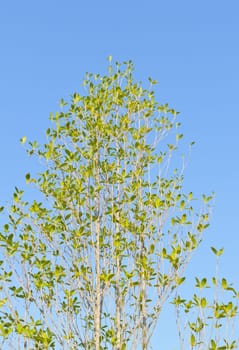 Tree on blue sky