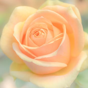 Rose flower background