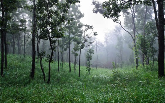 Dipterocarp forest in foggy morning, Thailand