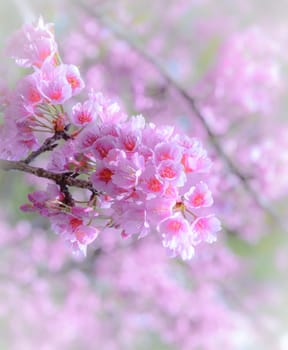 Beautiful pink cherry blossom