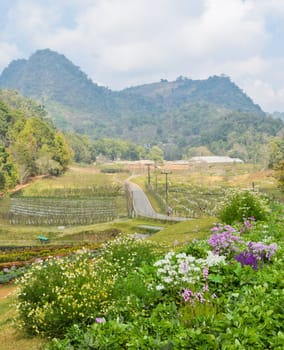 Beautiful garden scence in Chiang Mai, Thailand