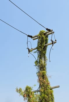 Electrical pole overgrown with ivy