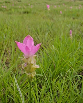 Pink Siam Tulip, tropical plant native to northern Thailand
