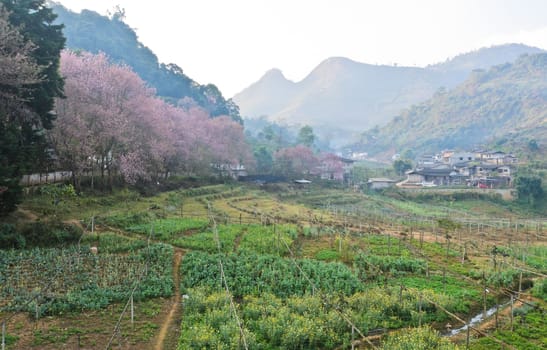 Nature landscape in morning with pink cherry blossom