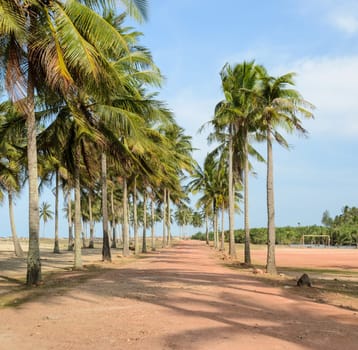 Trail to the tropical beach with coconut trees