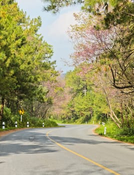 Cherry blossom along the road
