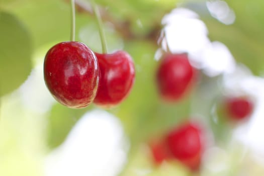harvested cherries