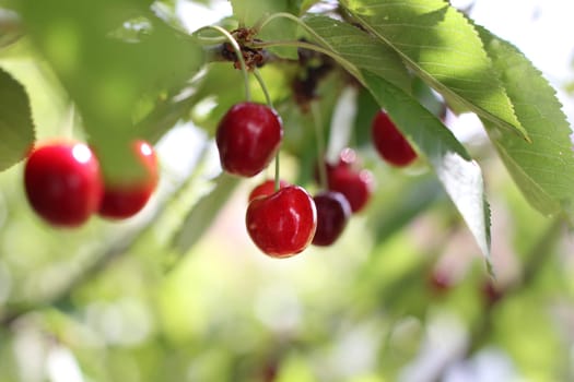 harvested cherries