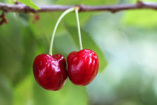 A pair of cherries