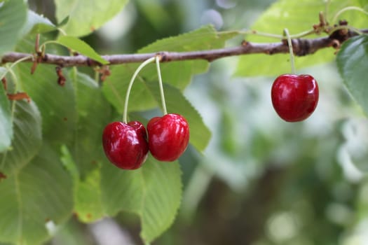 harvested cherries