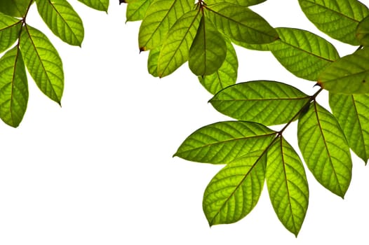 Green leaves isolated on white background