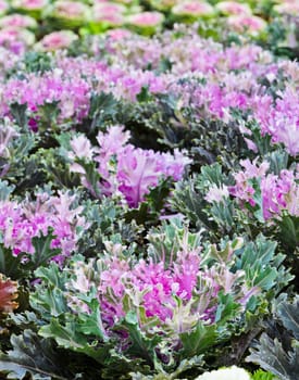 Purple ornamental cabbage