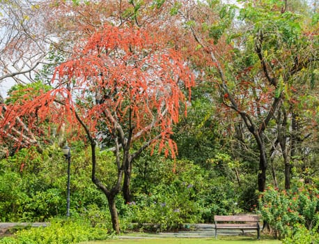 Garden with red flower