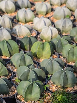 Astrophytum myriostigma or Bishop's Cap Cactus in a nursery
