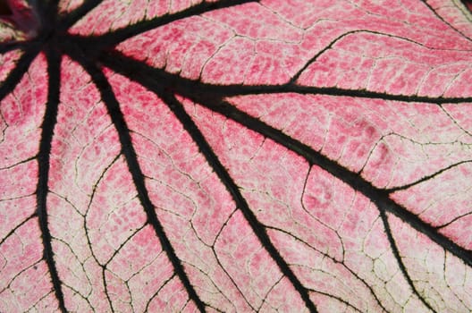 Leaf close up of Caladium