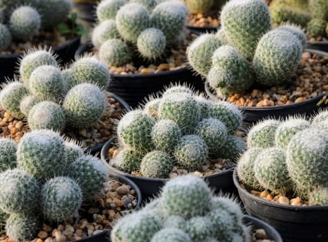 Mammillaria cactus in a nursery