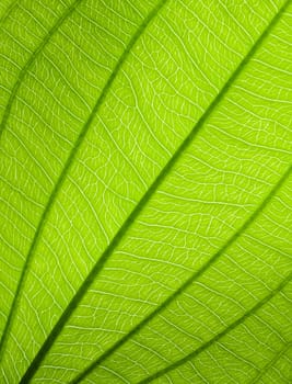 Green leaf texture