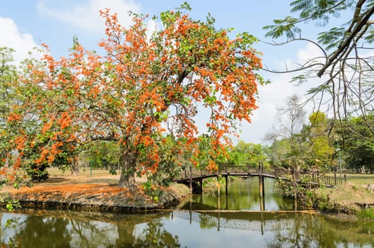 Sunshine Tree or Tiger's claw in the park