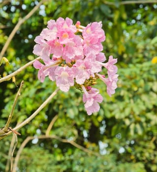 Pink trumpet or pink Tabebuia blossom