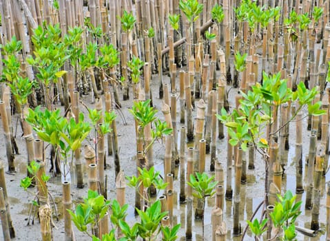 Enviorment-friendly with mangrove plantation