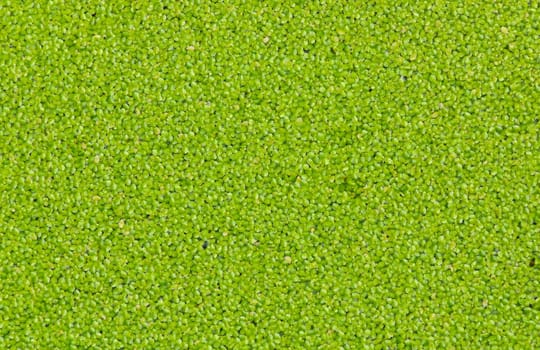 Duckweed or water lentil
