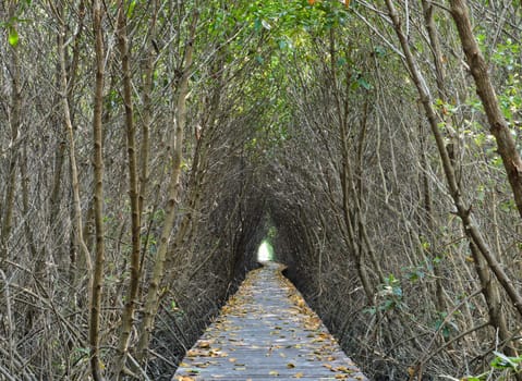 Walking bridge through the mangrove forest