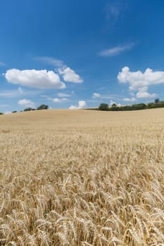 Agriculture Cereals,landscape with wheat in summer weather