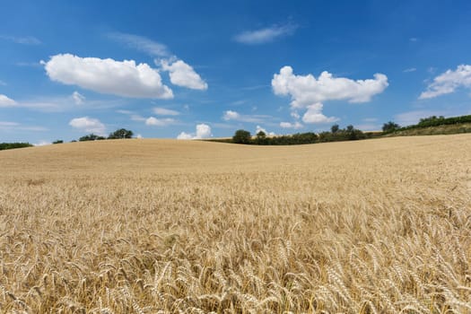 Agriculture Cereals,landscape with wheat in summer weather