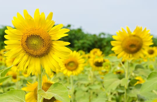 Sunflower field