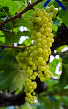 Wine grapes on the vine