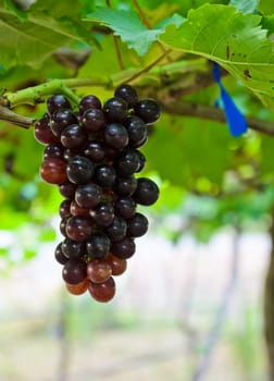 Wine grapes on the vine