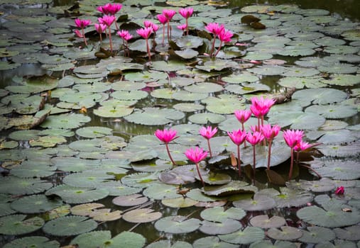 Pink water lilly blooming in pond