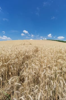 Agriculture Cereals,landscape with wheat in summer weather