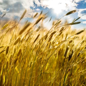 backdrop of ripening ears of yellow wheat field on the sunset cloudy orange sky background Copy space of the setting sun rays on horizon in rural meadow Close up nature photo Idea of a rich harvest
