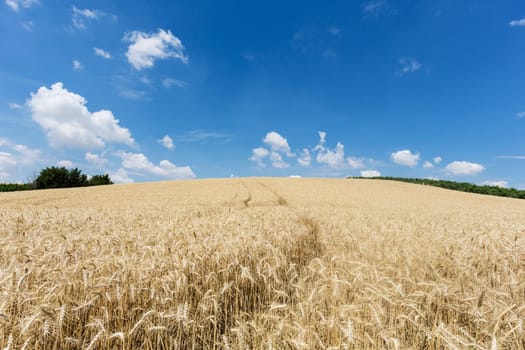 Agriculture Cereals,landscape with wheat in summer weather
