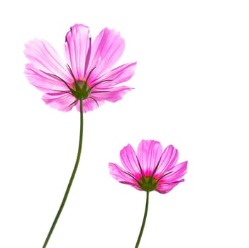 Cosmos flower isolate on white background
