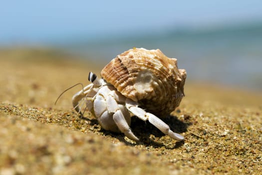 Hermit Crab in a screw shell
