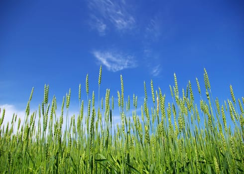 Early summer corn with a blue sky background