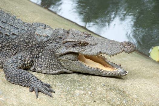 Close up of an Alligator