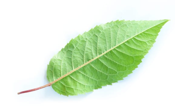 green leaf isolated on a white