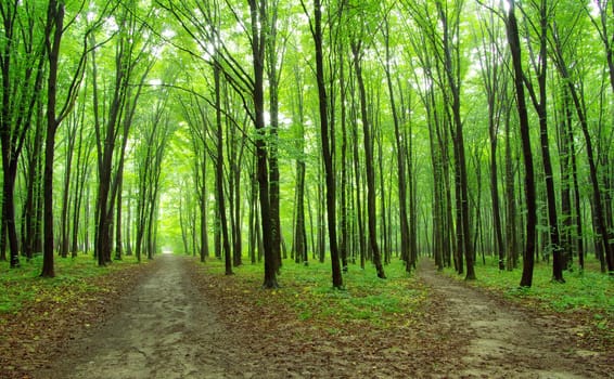 a path is in the green forest