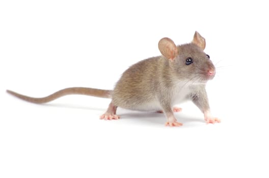 rat isolated on white background