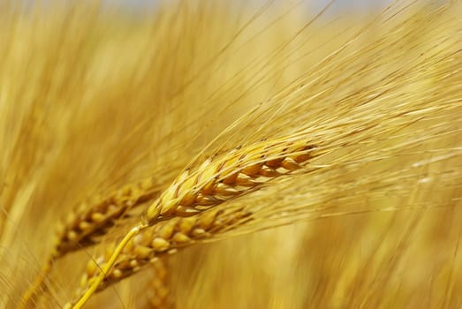 Yellow grain ready for harvest growing in a farm field