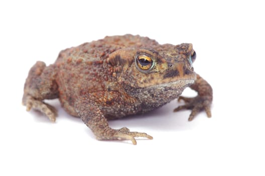 frog on a white background