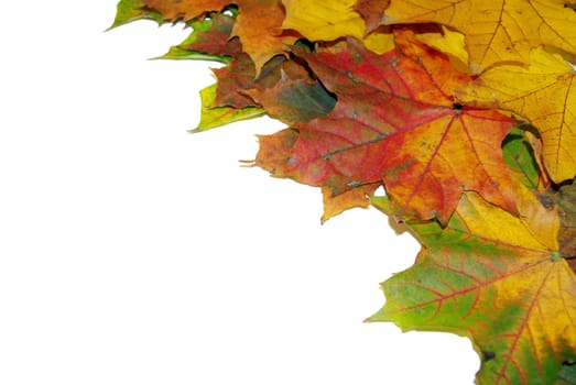 Autumn leaves on a white background