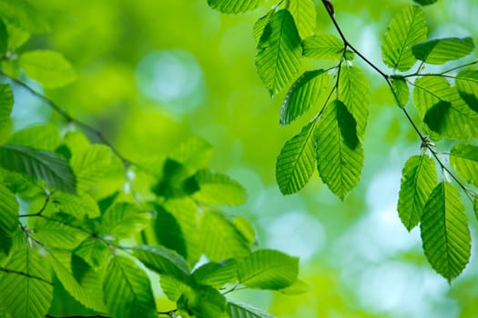 green leaves background in sunny day